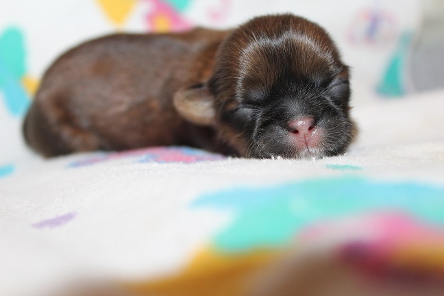 IMG_3153 ODETTE PUPPIES 3-11-2026 Female SOLD