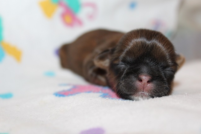 IMG_3157 ODETTE PUPPIES 3-11-2026 Female SOLD