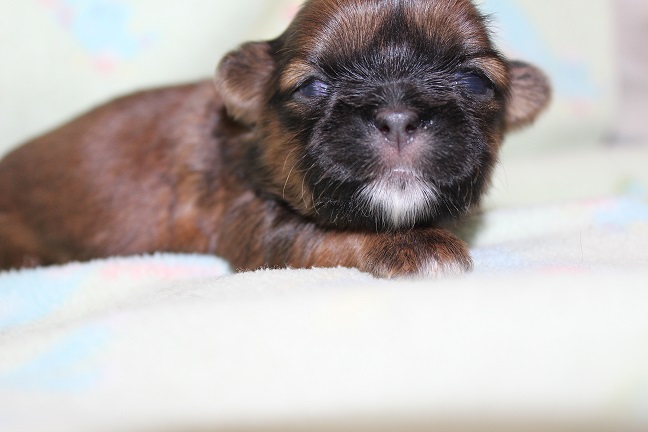 IMG_3185 ODETTE PUPPIES 3-18-2026 Female SOLD