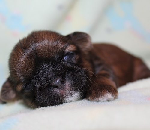 Female Pending Deposit