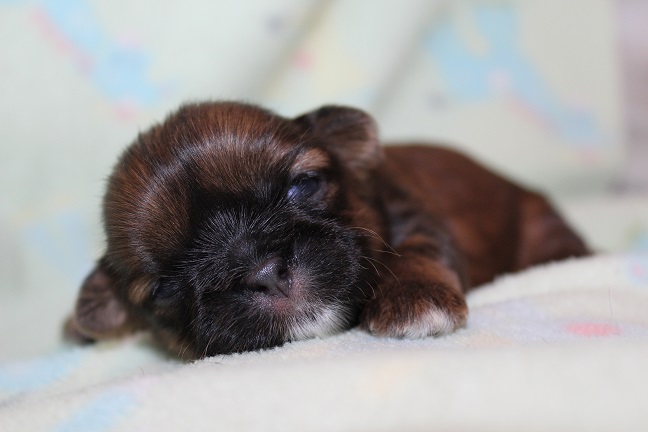 IMG_3186 ODETTE PUPPIES 3-18-2026 Female SOLD