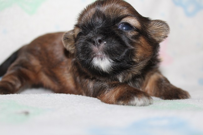 IMG_3209 ODETTE PUPPIES 3-22-2026 Female SOLD