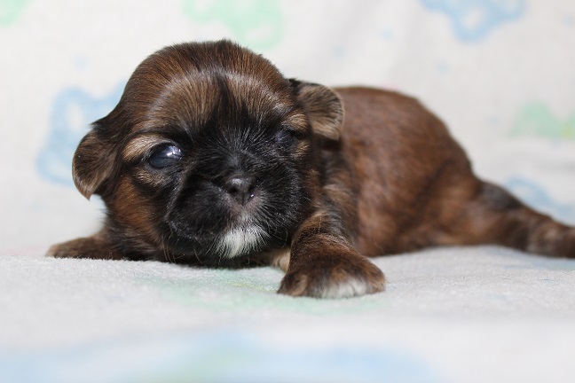 IMG_3225 ODETTE PUPPIES 3-22-2026 Female SOLD