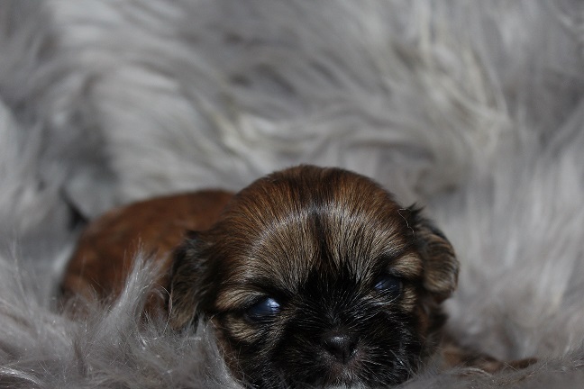 IMG_3260 ODETTE PUPPIES 3-29-2026 Female SOLD