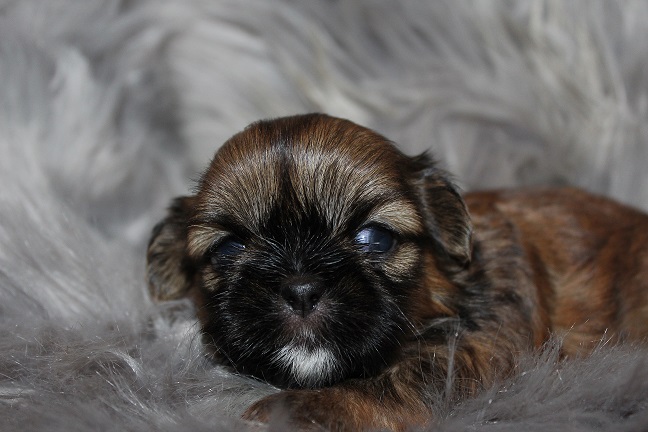 IMG_3265 ODETTE PUPPIES 3-29-2026 Female SOLD