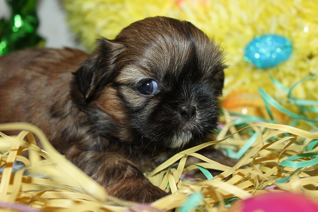 IMG_3347 ODETTE PUPPIES 4-4-2026 Female SOLD