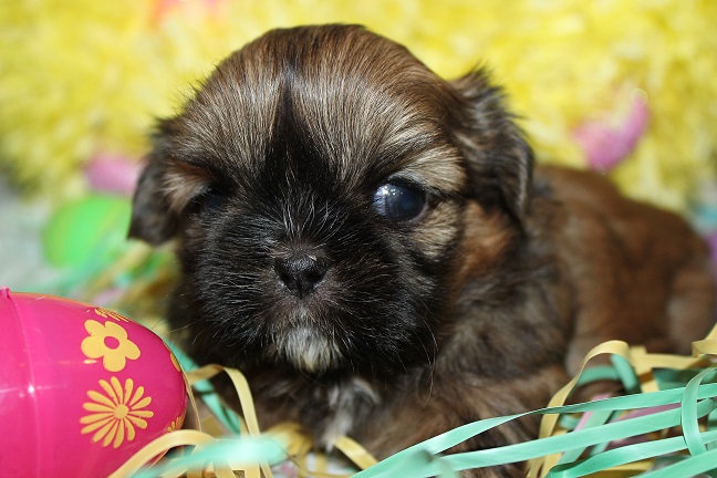 IMG_3352 ODETTE PUPPIES 4-4-2026 Female SOLD