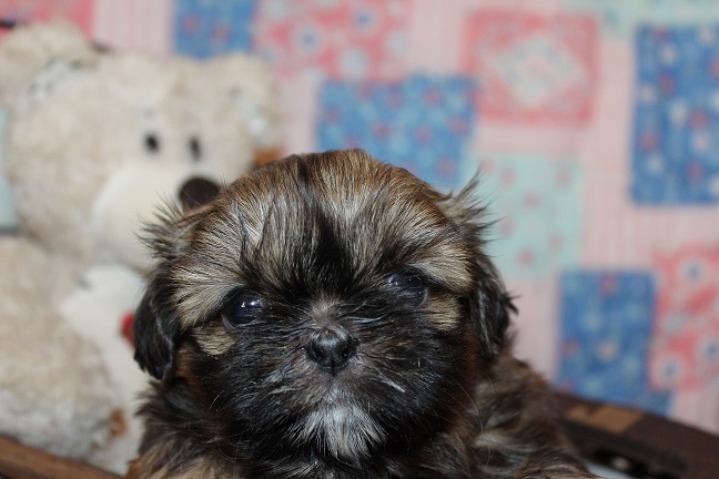 IMG_3375 ODETTE PUPPIES 4-12-2026 Female SOLD