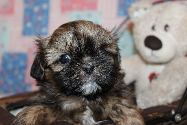 IMG_3379 ODETTE PUPPIES 4-12-2026 Female SOLD