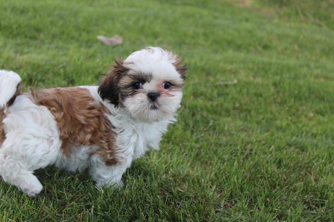 Anna Puppies 7-11-2026 026 Female #1 SOLD