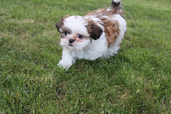 Anna Puppies 7-11-2026 033 Female #1 SOLD