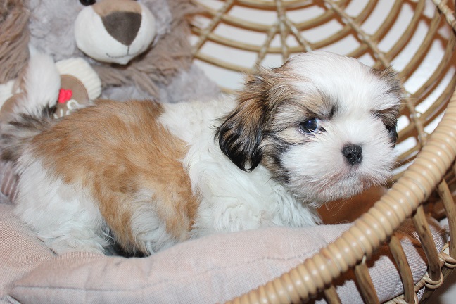 Anna puppies 7-4-2026 002 Male #1 SOLD