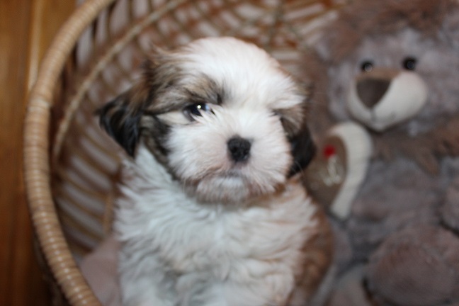 Anna puppies 7-4-2026 006 Male #1 SOLD