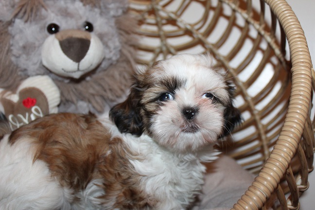 Anna puppies 7-4-2026 009 Female #1 SOLD