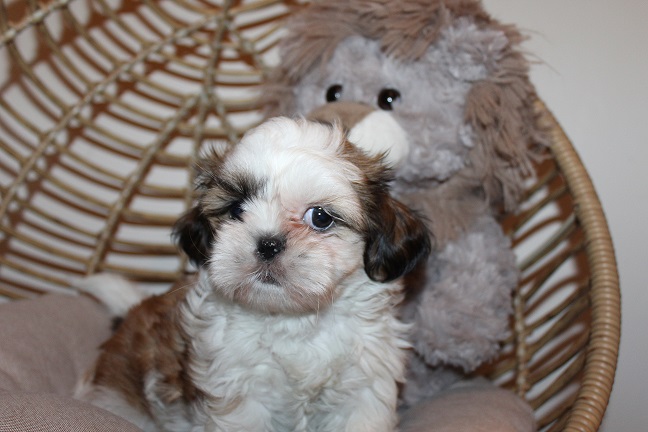 Anna puppies 7-4-2026 019 Female #1 SOLD
