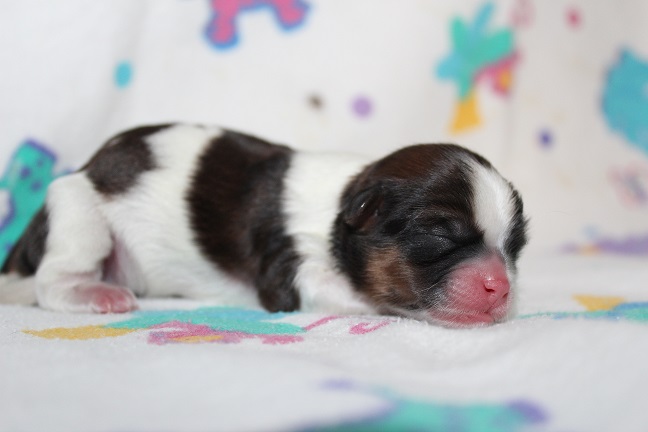 IMG_4067 STELLA PUPPIES 5-4-2026 Male SOLD
