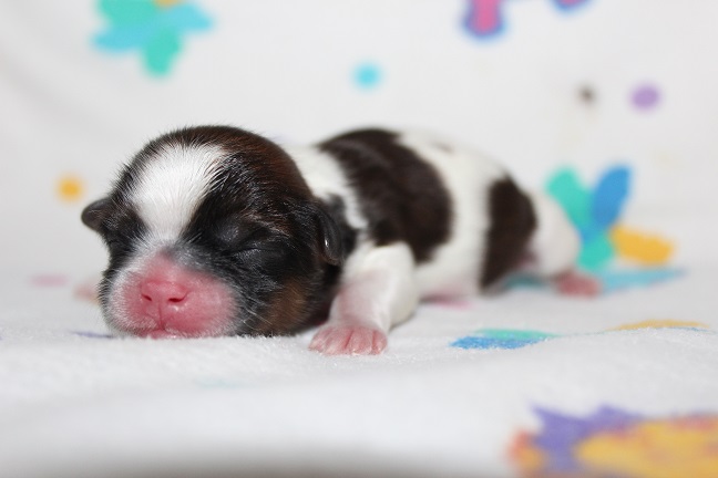 IMG_4070 STELLA PUPPIES 5-4-2026 Male SOLD