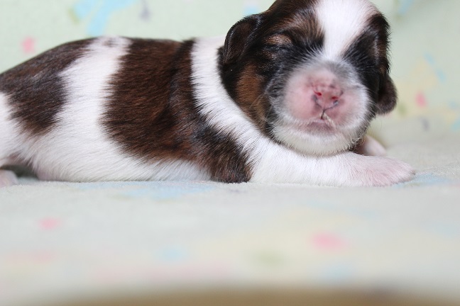 IMG_4407 STELLA PUPPIES 5-13-2026 Male SOLD