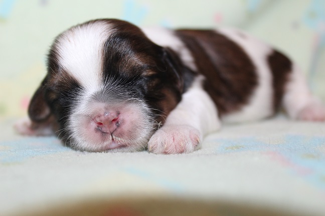 IMG_4410 STELLA PUPPIES 5-13-2026 Male SOLD