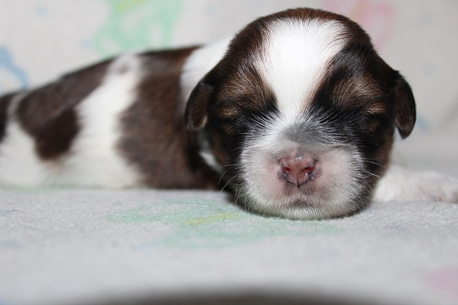 IMG_4667 STELLA PUPPIES 5-17-2026 Male SOLD