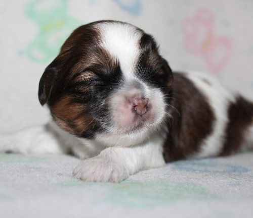 Male SOLD