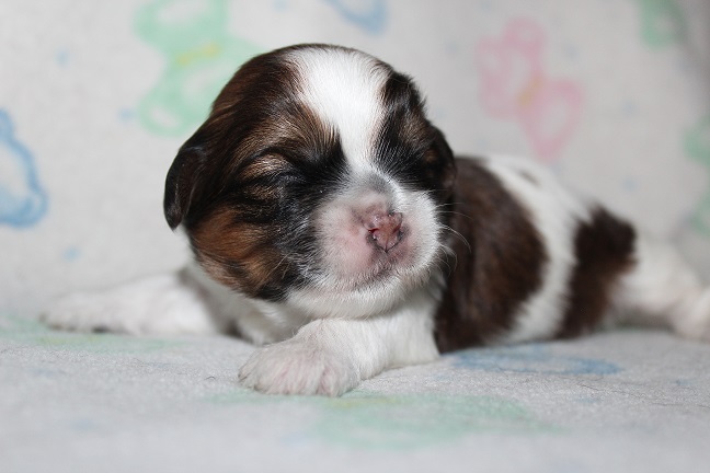 IMG_4671 STELLA PUPPIES 5-17-2026 Male SOLD
