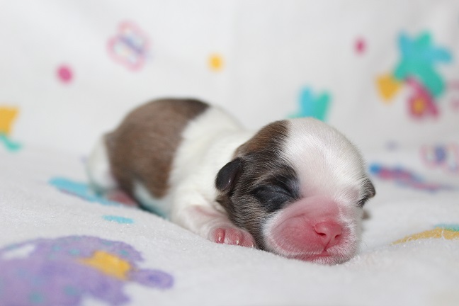 IMG_4698 ANNA PUPPIES 5-17-2026 Male #1AVAILABLE