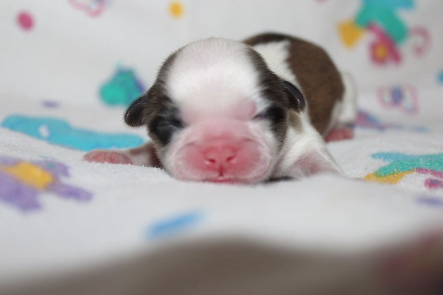 IMG_4701 ANNA PUPPIES 5-17-2026 Male #1AVAILABLE