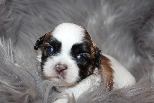 IMG_4872 STELLA PUPPIES 5-25-2026 Female #2 SOLD