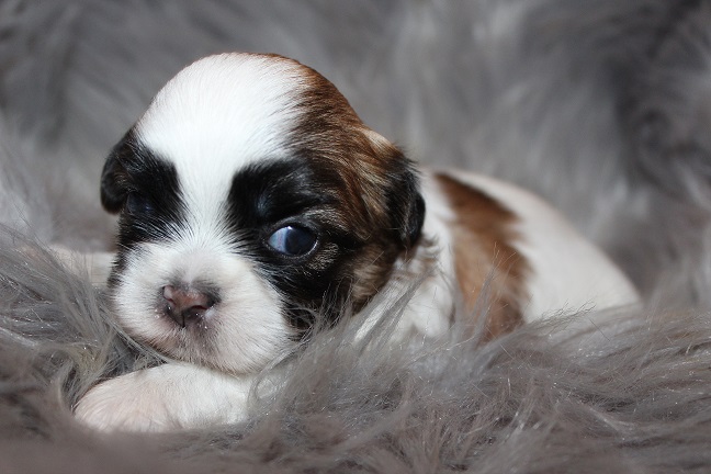 IMG_4874 STELLA PUPPIES 5-25-2026 Female #2 SOLD