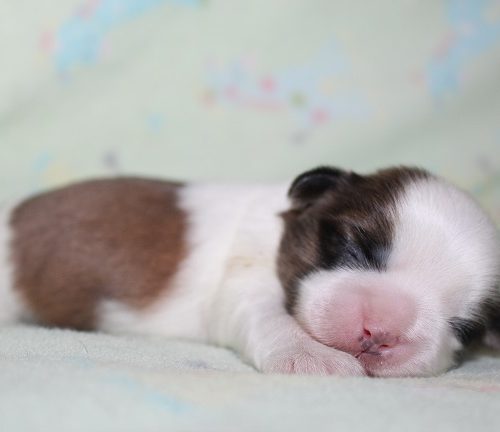 Male #1AVAILABLE