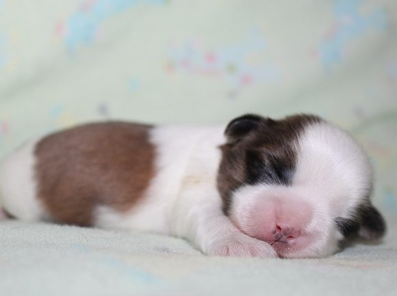 Male #1AVAILABLE