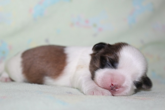 IMG_4878 ANNA PUPPIES 5-25-2026 Male #1AVAILABLE