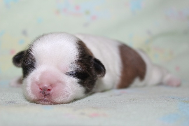 IMG_4881 ANNA PUPPIES 5-25-2026 Male #1AVAILABLE