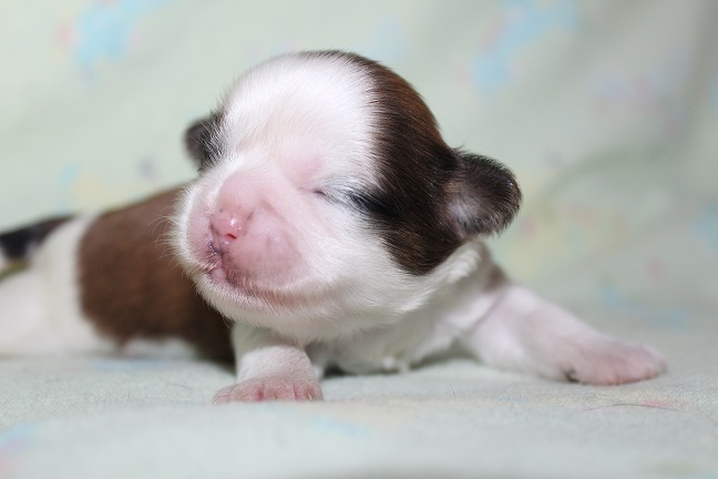 IMG_4887 ANNA PUPPIES 5-25-2026 Female #1 SOLD