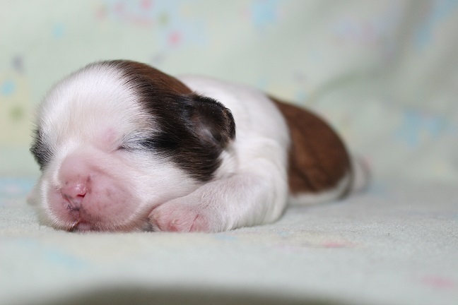 IMG_4893 ANNA PUPPIES 5-25-2026 Female #1 SOLD