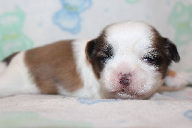 Male #1 SOLD
