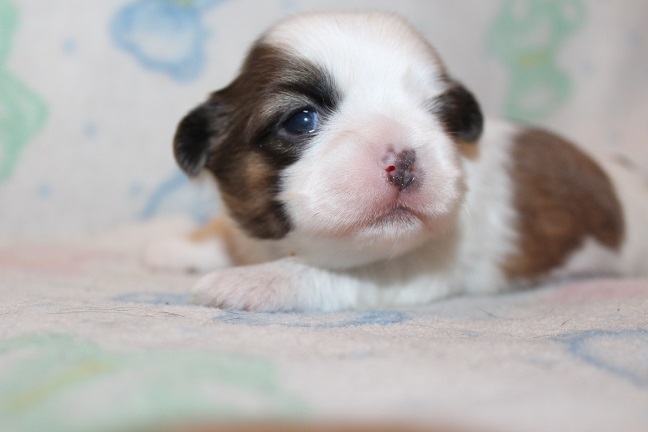 Male #1 SOLD