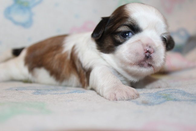 IMG_5220 ANNA PUPPIES 5-31-2026 Female #1 SOLD