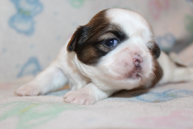 IMG_5222 ANNA PUPPIES 5-31-2026 Female #1 SOLD
