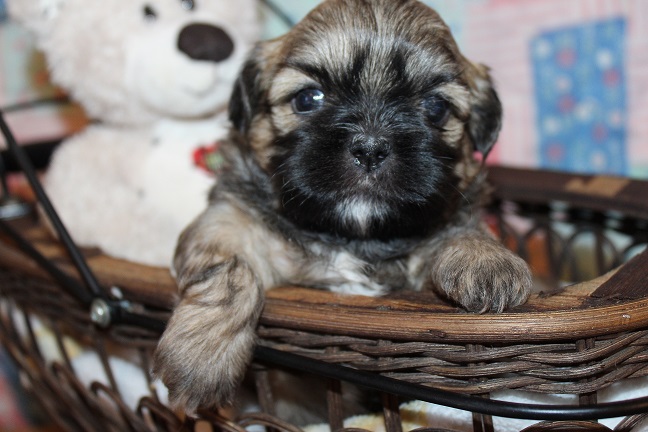 IMG_5233 STELLA PUPPIES 5-31-2026 Female #1 SOLD