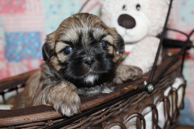 IMG_5238 STELLA PUPPIES 5-31-2026 Female #1 SOLD