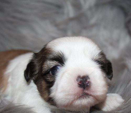 Male #1 SOLD