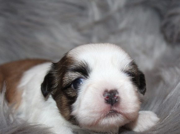 Male #1 SOLD