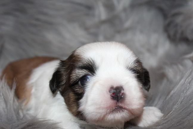 Male #1 SOLD