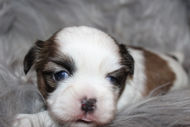 Male #1 SOLD