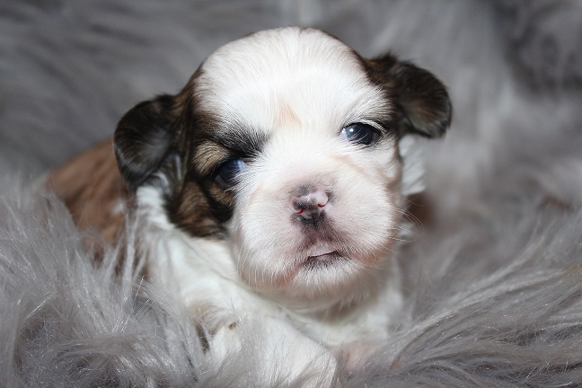 IMG_5727 ANNA PUPPIES 6-7-2026 Female #1 SOLD