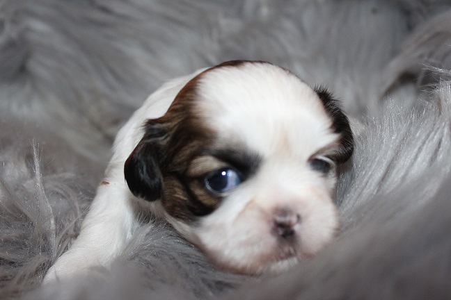 IMG_5738 ANNA PUPPIES 6-7-2026 Female #1 SOLD