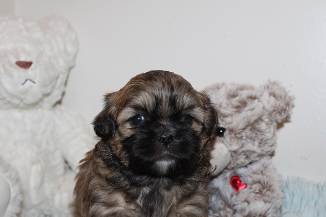 IMG_5753 STELLA PUPPIES 6-7-2026 Female #1 SOLD