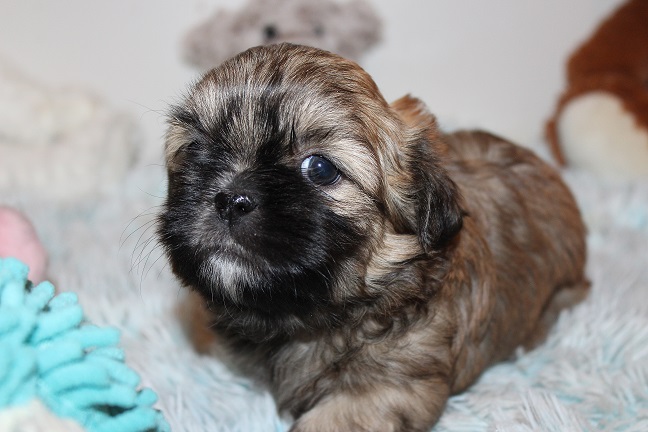 IMG_5762 STELLA PUPPIES 6-7-2026 Female #1 SOLD